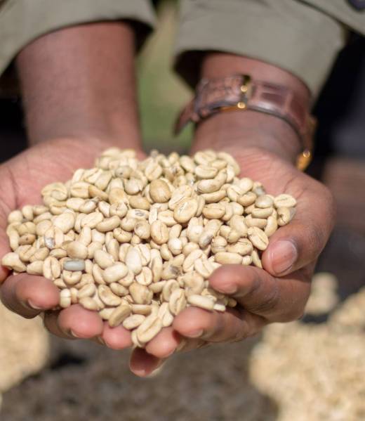 African,Coffee,In,A,Coffee,Farm